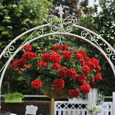 Hangegeranien Sichern Eine Ausgelassene Schonheit Im Garten Geranien Geraniums Plants For Hanging Baskets Und Geraniums Garden