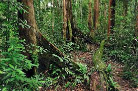 Image result for Dipterocarpaceae