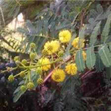 Image result for Acacia nilotica