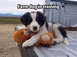 Farm Dog In Training Bordercollie Puppy Farmdog Kittens And Puppies Farm Dogs Breeds Farm Dogs