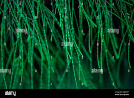 Image result for Casuarina junghuhniana