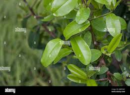 Image result for Inhambanella henriquesii