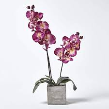 (02) 4721 4918 11/2187 castlereagh rd, penrith Homescapes Large Burgundy Orchid With Artificial Silk Flowers In Grey Stone Pot 57cm Tall With Lifelike Petals Fake Plants