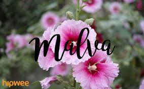 Yuk belajar mengenal nama bunga! 14 Inspirasi Nama Bayi Perempuan Berdasarkan Nama Bunga Mancanegara Unik Cantik Dan Belum Pasaran