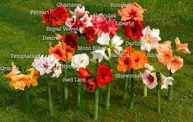 Pin On Floral Design