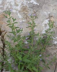 Image result for Meiosperma bracteatum