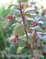 Image result for Myrsine africana