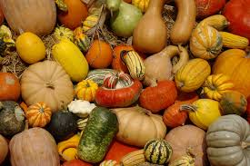 Maybe you would like to learn more about one of these? Squash Cucurbita Uic Heritage Garden
