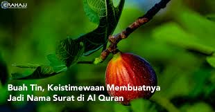 Aiza terdapat dalam surat al maidah ayat 54 dan memiliki arti yang perkasa berikut ini beberapa rangkaian nama anak perempuan dalam alquran dan artinya Buah Tin Keistimewaan Membuatnya Jadi Nama Surat Di Al Quran