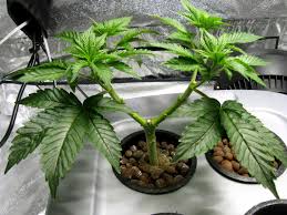 Manifold learning is the process of modeling manifold on which training instances lie. Nebula S Manifold Cannabis Main Lining Grow Weed Easy