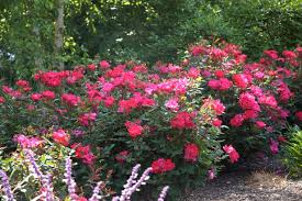 You've been added to our list. Knock Out Roses How To Grow Care And Use Knock Out Roses Hgtv