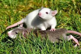 Difference Between Pet Rat And Wild Rat Rat Pet Rats Animals Getting Rid Of Rats