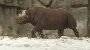 Chicago Lincoln Park Zoo Not Broken Into Looted Animals Safe Secure Staff Say Abc7 Chicago