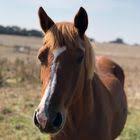 صور مقتطفة من اليوم الثاني من مهرجان الأمير سلطان العالمي 2020 لجمال الخيل العربية In 2020 Horses Arabian Horse Animals
