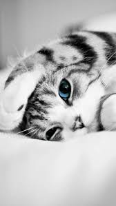Adorable Cute Blue Eyed Kitten Hd Mobile Wallpaper Sevimli Kedi Yavrulari Kedi Sevimli Kediler