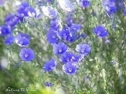 Blumenkubel Bepflanzen Mal Anders Blauer Lein Topfblumen Bluhende Pflanzen Hangepflanzen