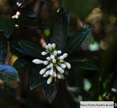 Image result for Gaertnera