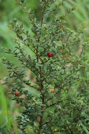 Image result for Cryptocarya transvaalensis