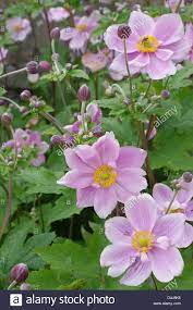 Pink Japanese Anemone Anemone Hupehensis Showing Buds And Open Stock Photo 54491674 Alamy Anemone Japanese Anemone Open Flower