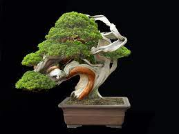 3 Bonsai Bonsai Tree Types Juniper Bonsai Bonsai Tree