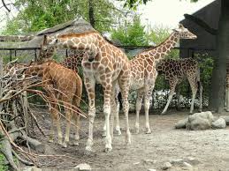 Marius Giraffe Wikipedia