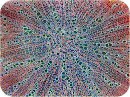 We did not find results for: Plant Tissues Biology Ii