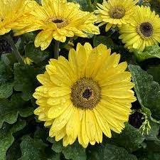 Image result for Gerbera