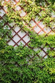 Trachelospermum jasminoides is my favourite summer flowering evergreen climber this is the ideal choice for a wall, fence or arbour with some sunshine. Ivy Is Best Plant For Cooling Buildings Reducing Humidity