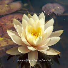 Image result for Nymphaea sulphurea