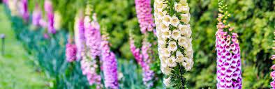 Fast growing foxglove, will reach a height of 2 to 5 feet, depending upon the variety you have. How To Grow And Care For Foxgloves Lovethegarden