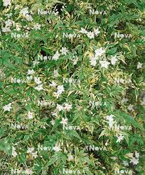 Image result for Jasminum stenolobum