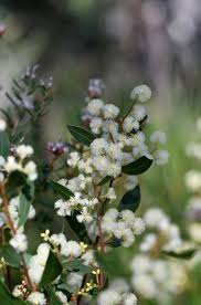 Image result for Fabaceae subfamily Mimosoideae
