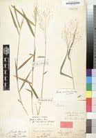 Image result for Isachne mauritiana