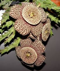 Image result for Ceropegia neofurcata