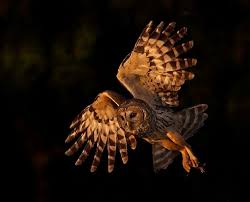 Bird That Sounds Like An Owl A Northern Saw Whet Is Named For One Of Its Calls That Sounds Like A Saw Being Whetted Hoot2give Barred Owl Owl Owl Bird
