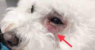 Help My Dog Has A Lump On The Face Walkerville Vet