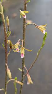 Image result for Eulophia