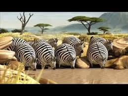 Rollin Safari What If Animals Were Round Youtube I Just Died Omg Bones Funny Hilarious Animals