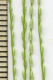 Image result for Dinebra