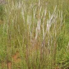 Image result for Elionurus muticus