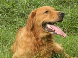 Wisconsin adopt a golden retriever is an all volunteer/member golden retriever rescue organization serving the state of wisconsin and parts of what is the difference between adopting a dog, adopting a cat, adopting a kitten or adopting a puppy versus getting dogs for sale, cats for sale. Golden Retriever Rescues In Wisconsin Adopt A Golden Retriever Near You Golden Hearts