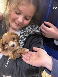 Wanting to share our darling Timshell Cavapoochon