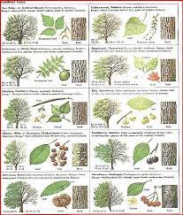 Tree identification if you can't tell your ash from your hickory, this is the place to start. Bookcase Bookshelf Wooden Decorative Design Special Process Triple Rope Shelf Bookcase Bookcase Wood Bookcase Shelf Tree Identification Trees To Plant Leaf Identification