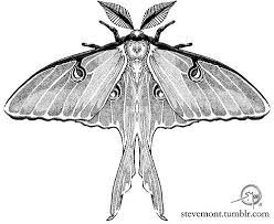 Luna Moth Tattoo Moth Tattoo Lunar Moth Tattoo