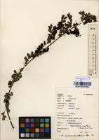 Image result for Phyllanthus nummulariifolius