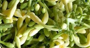 Orang jawa juga memiliki adat istiadat yang luar biasa,seperti rumah adat,alat musik tradisional,dan berbagai upacara adat jawa. 24 Sayuran Asli Jawa Barat Yang Layak Dikomersialkan