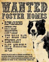 All animals that are rescued and taken into our program are guaranteed a home regardless of the length of time they may have to stay in our foster care program. Quotes About Fostering Dogs Quotesgram