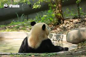 Bathing In Sunshine And Water At The Same Time Pandapic Panda Animal Pet Adorable China Travel Ipanda Cute