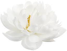 Transparent Flowers White Lotus From The Nymphaea Genus X Transparent Flowers Lotus Flower Images White Lotus Flower