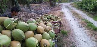 Benih kelapa untuk sebarang pertanyaan/tempahan/soalan call /. Alhamdulillah Selesai Kelapa Muda Segar Dari Benih Kelapa Matag F2 Hijau Jingga Kuning Mawar Dan Pandan Facebook